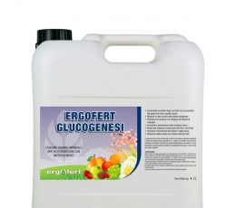ergofert__glucogenesi_6_km
